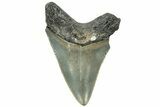 Serrated, Juvenile Megalodon Tooth - North Carolina #311841-1